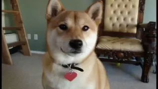 Yuki The Talking Shiba Inu