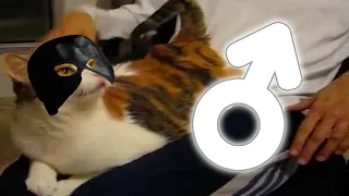 ♂Spanking♂ the cat [♂RIGHT VERSION♂]