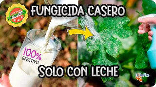 Como Hacer Fungicida Casero Con Leche Para Hongos Mildiu Oidio Roya Brotytis || La Huertina De Toni