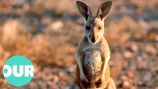 How Red Kangaroo's Survive In The Deadly Australian Outback | Our World