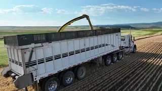 Hype Video! Farmers Harvesting in Central Montana 2023