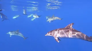 08 2020 Diving Azores