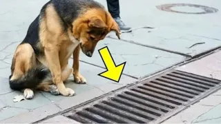Each Day This Pup Stared Into The Storm Drain, So They Decided To Open It    The End Is Shocking