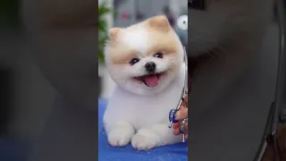 Настоящий плюшевый мишка!🐶❤️  Так мило!!