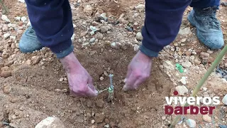 Injertado a púa de planta de vid. Método tradicional. ✅