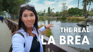 La Brea: the real tar pits | Los Angeles, CA