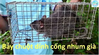 1102 | Bẫy chuột cống nhum và thăm lú bắt cá