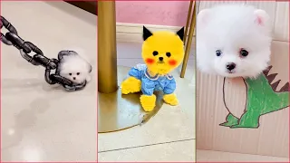 Tik Tok Chó Phốc Sóc Mini 😍 Funny and Cute Pomeranian #257