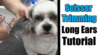 How To Scissor Your Dog's Ears