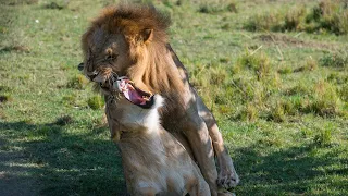 African lions mating lions