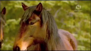 Животные Канады Легендарные обитатели дикой природы Главная самка табуна Самые сильные смелые лошади