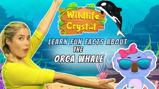 Orca Whale Facts