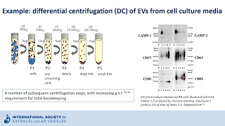 Ultracentrifugation to isolate extracellular vesicles