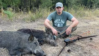 Traditional Bow Hog Hunt | Spot n Stalk | 08/23