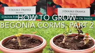 How To Grow Begonia Corms Part 2, Planting Begonia In Containers, Get Gardening
