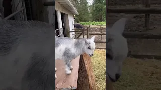 La cabra está loquita pero es hermosa #lacabra #cabras #videosdecabras #cabritas #cabra 🐐