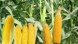 Corn Cultivation 101: A Comprehensive Guide #corn