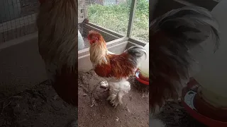 salam satu hobi disini kita coba penyilangan #ayam park Brahma jantan x #ayam Poland betina