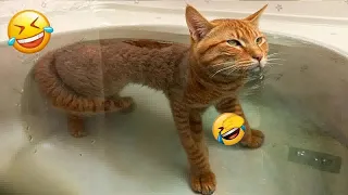 Funniest Animals 😛 New Funny Cats and Dogs Videos 🐈🐕