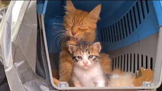 Little kitten is on his mother's lap, watching around.