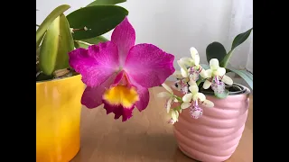 Цветущие ОРХИДЕИ Март 2019 каттлея и седирея японика Orchidee Kattleya Sederia japonica и про УХОД