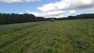 Козлятник на сено.МТЗ.Роторная косилка.