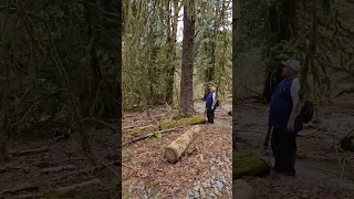 Did You Hear That ??? (Tree Knocks) #bigfoot #nature #hiking #sasquatch