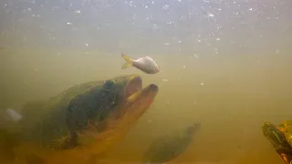 Underwater Feeding Monster Bass!