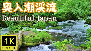 4K 新緑でリラックス Fresh green 奥入瀬渓流 Oirase stream Relaxing sound Japan 森の音 十和田観光 Relaxation 旅行 観光 青森