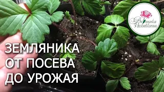 КАК ВЫРАСТИТЬ ЗЕМЛЯНИКУ ИЗ СЕМЯН