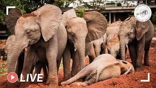 Milk time for rescued baby elephants at the Nairobi Nursery | 20th July 2020 | Sheldrick Trust