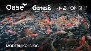 Modern Koi Blog #5654 - Live aus Japan: Ginrin Nanashigoi Tategoi