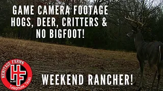 Game Camera Footage:  Deer, Hogs, Critters, No BIG FOOT!   Is Sasquatch real?