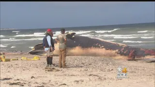 Dead Whale Washes Up On Duxbury Beach