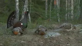 Capercaillie display in Mykland, Norway 2010