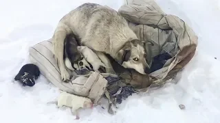 Собака родила десять щенят на снегу Они в опасности Пытаемся помочь saving puppies