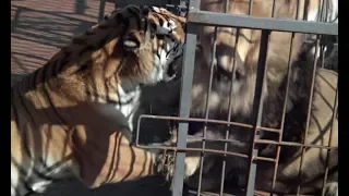 运虎记1961 Siberian Tiger Attacks the male African Lion in the cage