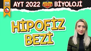 #20dakikada ENDOKRİN SİSTEM - Hipofiz Bezi | AYT Biyoloji #Kamp2022