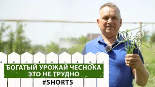 Хороший урожай чеснока зависит только от вас! Как вырастить чеснок?  #shorts