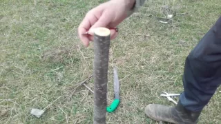 Altoirea în despicătură (altoirea în pană )grafting trees