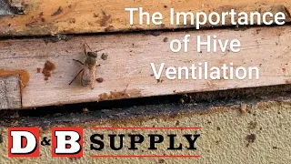 The Importance of Hive Ventilation