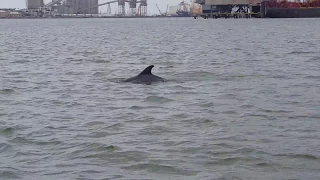 Baywatch Dolphin Tours - Galveston, Texas