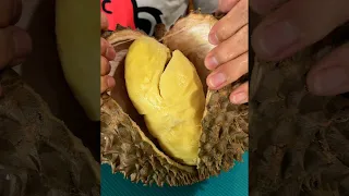 Opening durian with your hands