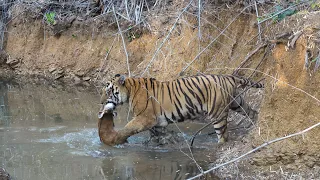 Taru vs Shambhu Part 2 #wildlife #tadoba #forest #tiger #animals #safari #rx10m4 #sony @joerogan