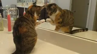 Who's that Kitten in the Mirror?