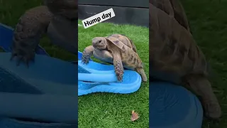 Unbelievable..My Tortoise humps everything! 🤦‍♂️🐢 #shorts #tortoise #funny #humpday