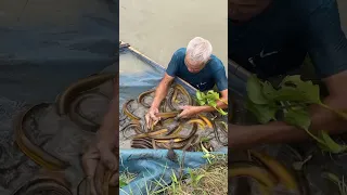 Unbelievable Eel Trapping Technique To Catch Giant Eels Fish