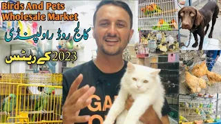 Birds Market College Road Rawalpindi 2023 || Birds And Pets Rate 2023