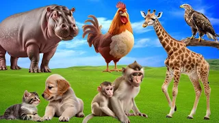 Amazing Familiar Animals Playing Sounds: Baboon, Hippo, Falcon, Rooster, Giraffe - World Animals