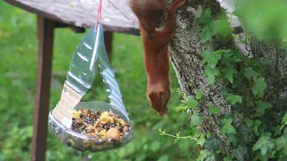 L'écureuil acrobate de notre jardin